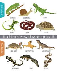 Reptiles & Amphibians